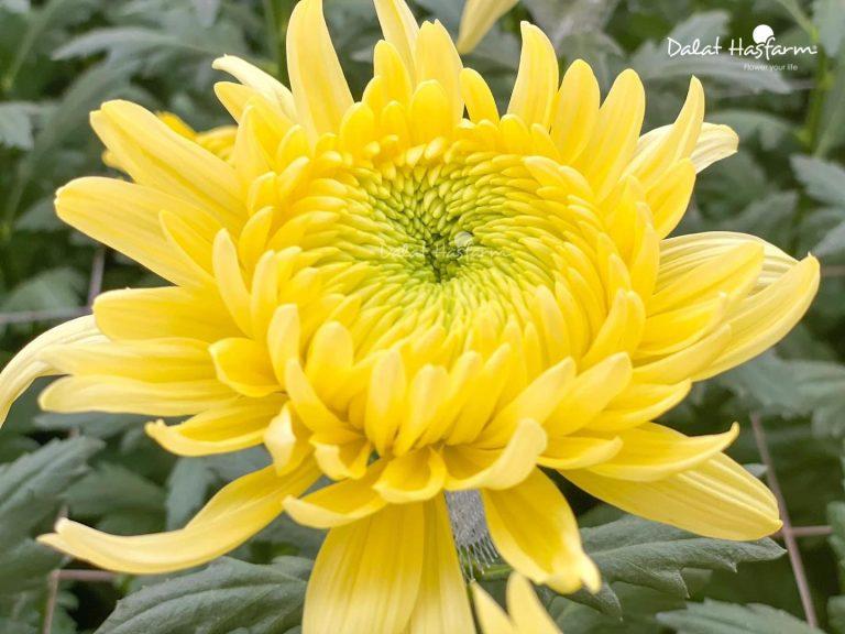 Hoa Cúc vàng: Nguồn gốc, ý nghĩa và những loại hoa cúc vàng