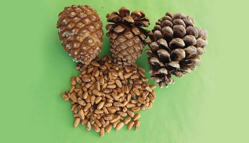 Hạt thông - pine nuts là gì, giá bao nhiêu? Cách ăn hạt thông