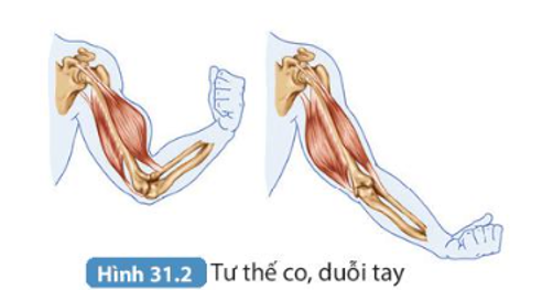 Bài 31. Hệ vận động ở người trang 125, 126, 127 SGK Khoa học tự nhiên 8 - Kết nối tri thức