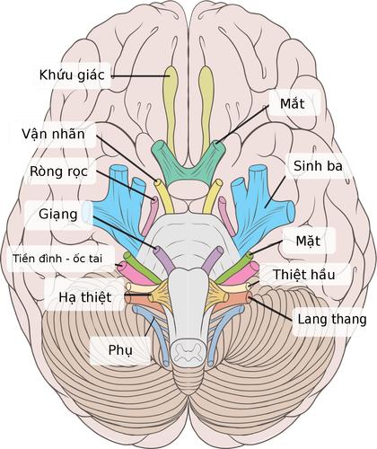 Sự liên quan giữa các bệnh lý tai - mũi - họng với các bệnh khác