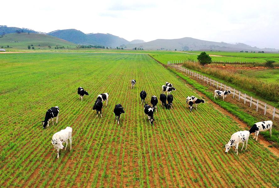 Từ vựng Tiếng anh chuyên ngành Chăn nuôi thú y thông dụng nhất