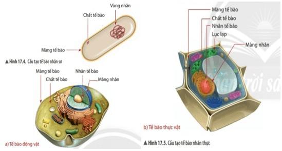 Vẽ và chú thích các thành phần chính của tế bào nhân sơ và tế bào nhân thực