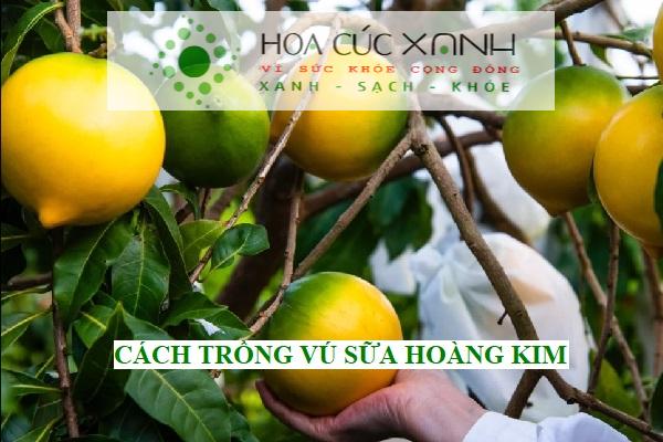 Cách trồng vú sữa hoàng kim