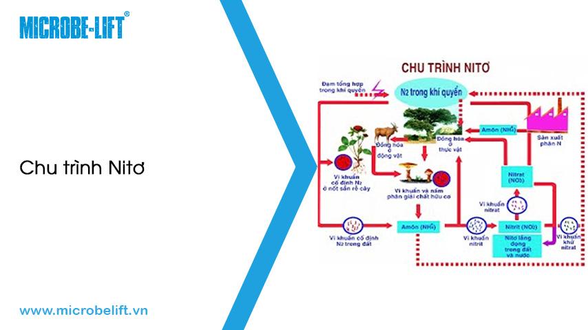 Vi khuẩn amôn hóa là gì? Vai trò trong xử lý Nitơ, Amonia