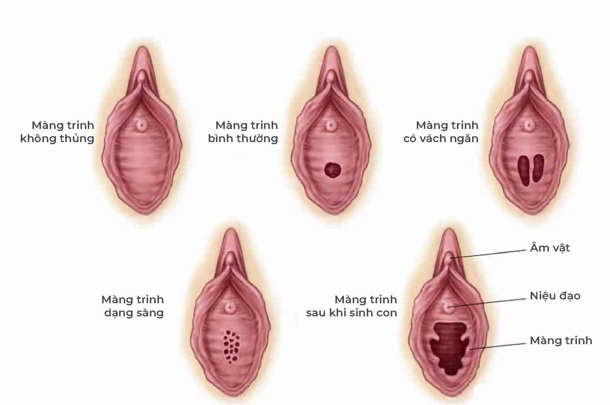 Hình ảnh giải phẫu cấu tạo bộ phận sinh dục nữ 3D: