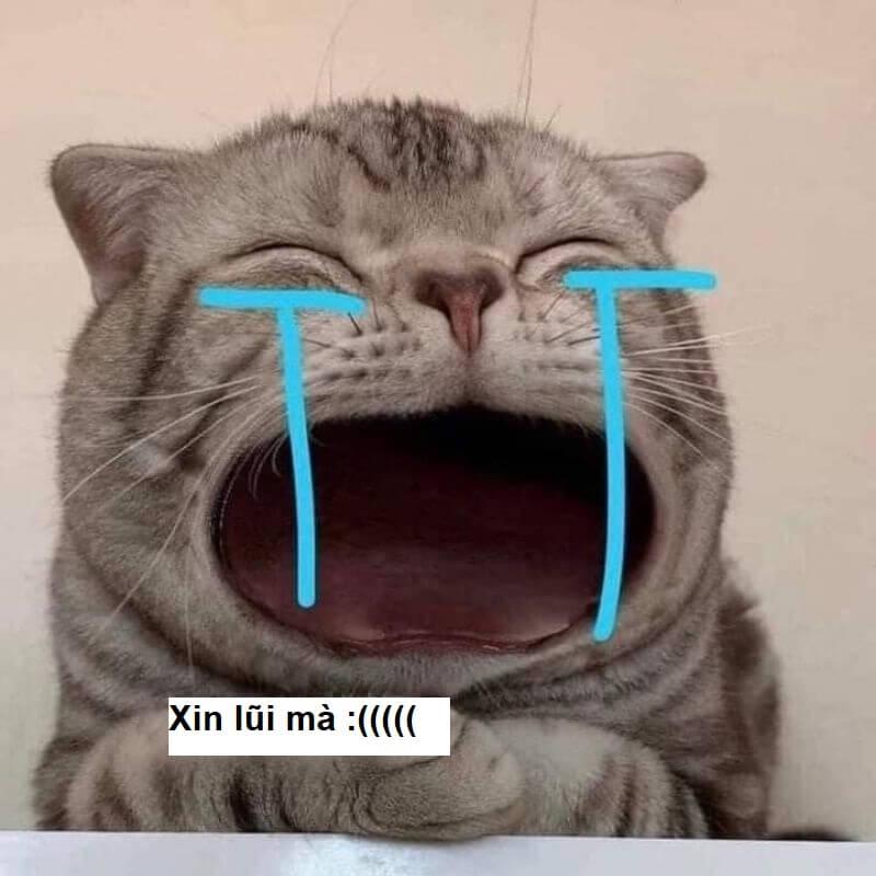 101+ meme xin lỗi người yêu, meme mèo xin lỗi cute nhất