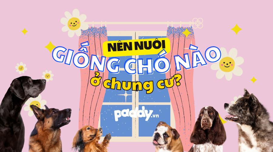 Các Giống Chó Cảnh Để Nuôi Ở Chung Cư