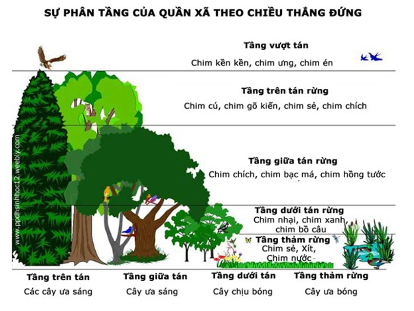 Trình bày các yếu tố ảnh hưởng đến quang hợp và hô hấp.