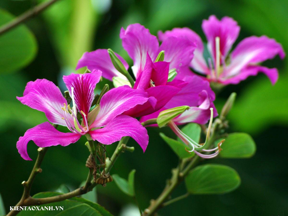 cây móng bò Hoa Ban Tím, Cây Hoàng Hậu.