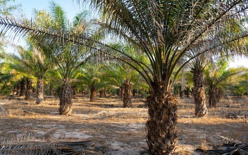 Cây cọ dầu: Ý nghĩa, hình ảnh, cách trồng, chăm sóc tại nhà