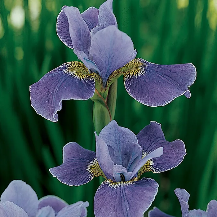 Hoa diên vĩ: Ý nghĩa, công dụng, cách trồng và chăm sóc đúng kỹ thuật