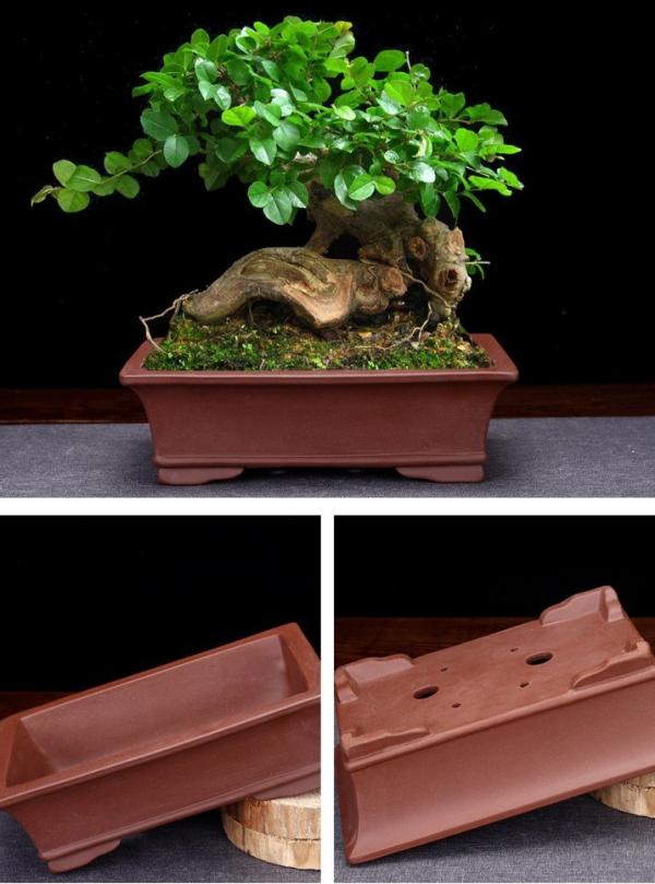 Chiêm ngưỡng 10+ mẫu chậu bonsai đẹp, độc lạ được ưa chuộng nhất trong giới cây cảnh