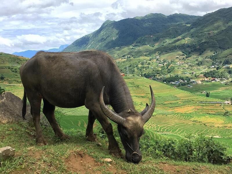 86+ hình xăm con trâu: đẹp, độc đáo 2022 – Buffalo Tattoo