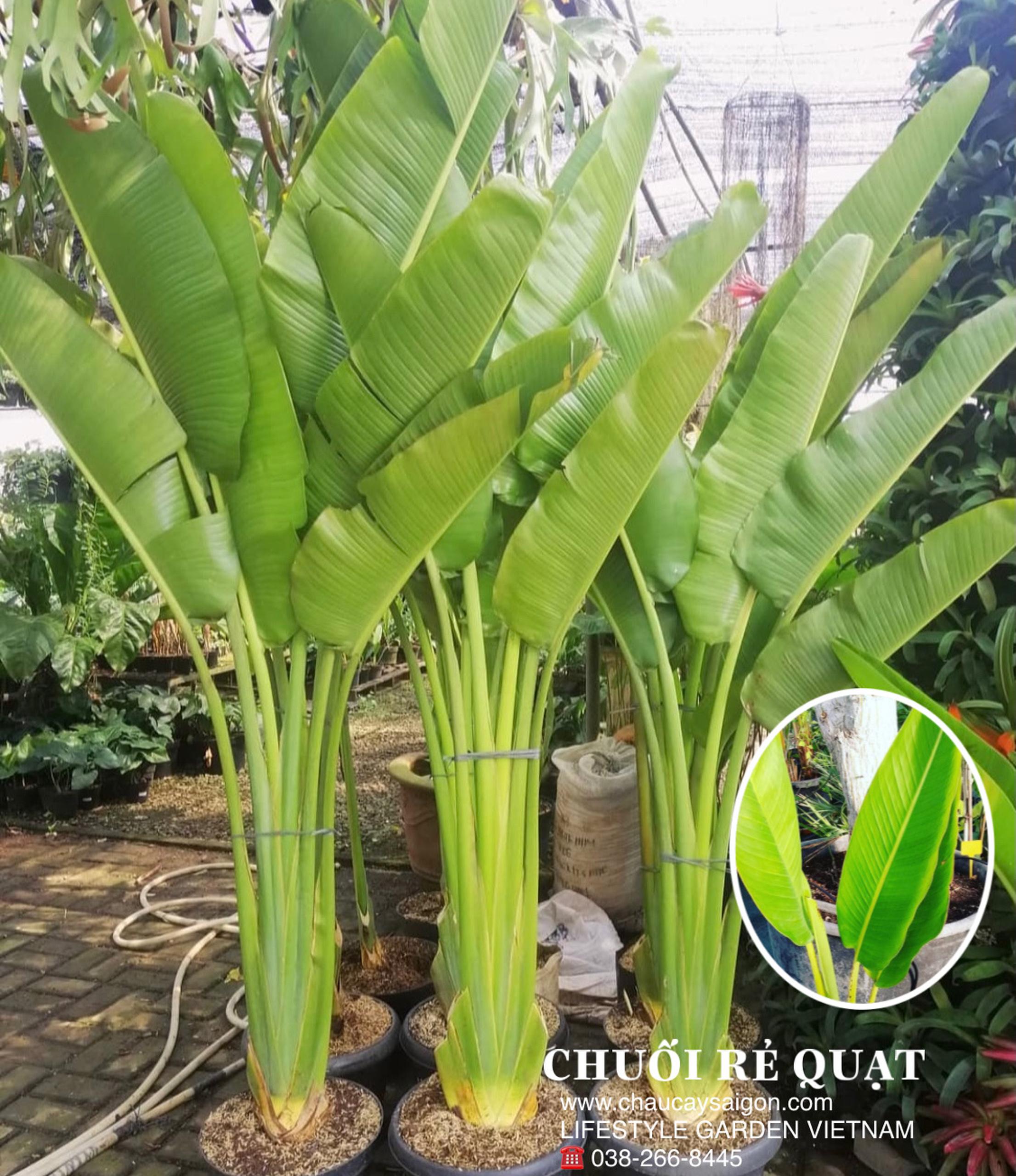 Cây chuối rẻ quạt cao từ 70cm-1m-1m5 và 2m tại TP.HCM