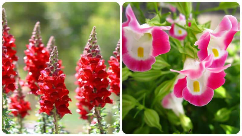 Hoa mõm chó có tên tiếng anh là Snapdragon Flowers