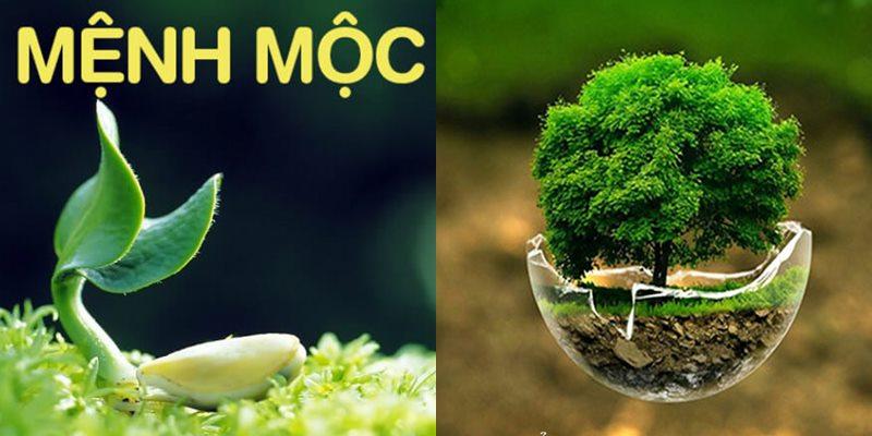 Phong thủy mệnh Mộc hợp màu gì và kỵ màu gì chuẩn nhất?