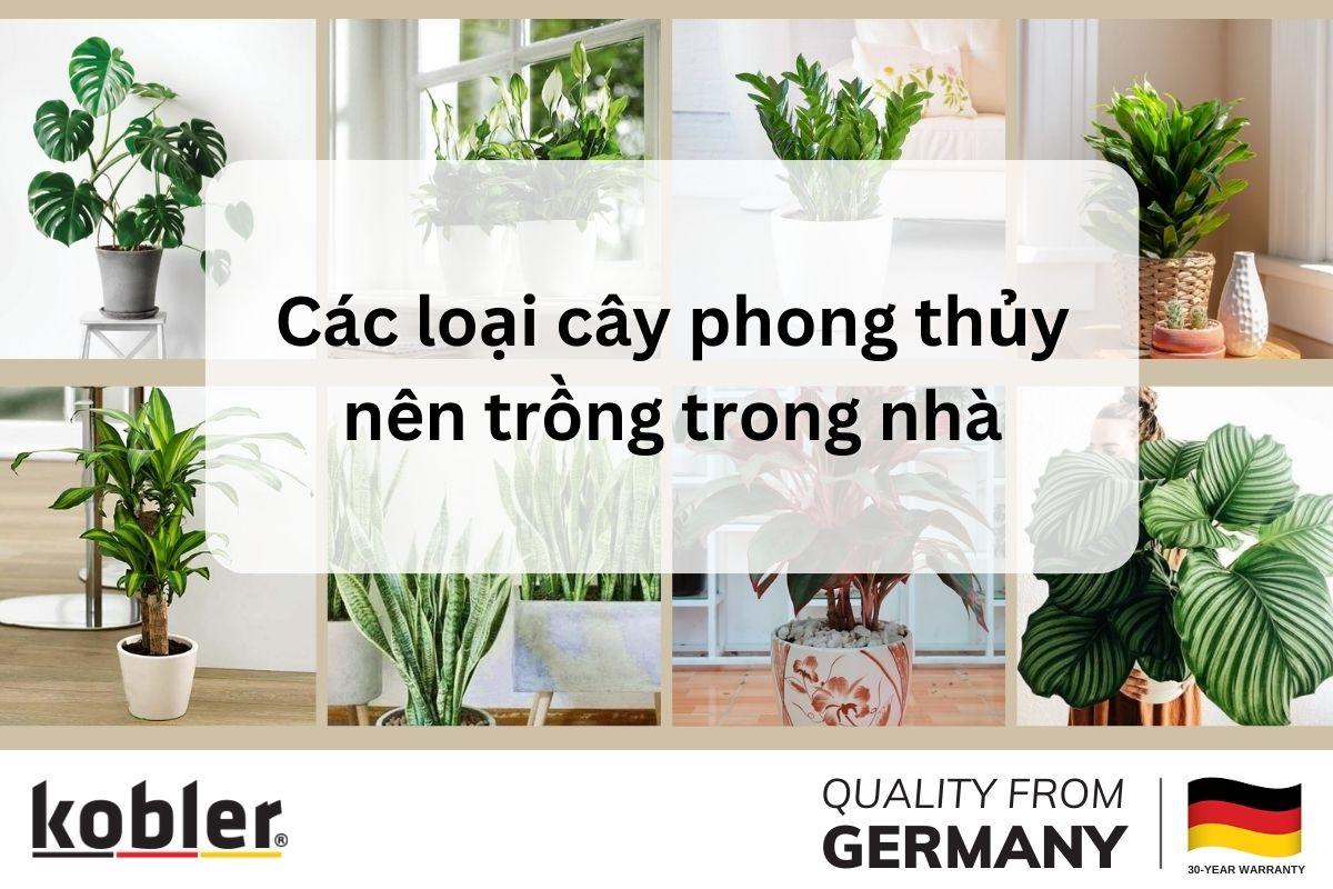 tên các loại cây phong thủy trong nhà