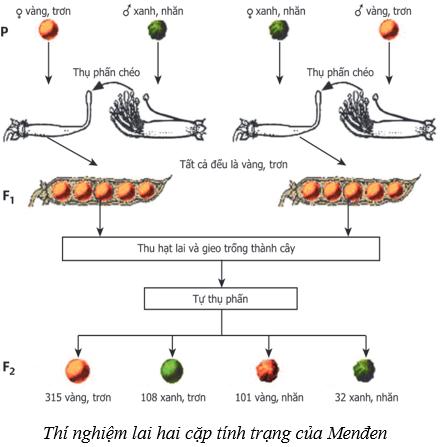 Lý thuyết Sinh học 9 Bài 4 (mới 2024 + Bài Tập): Lai hai cặp tính trạng