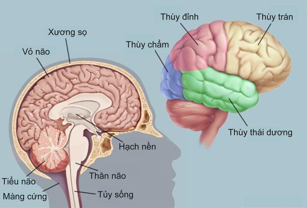 Não bộ con người hoạt động thế nào?