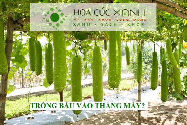 Trồng bầu vào tháng mấy