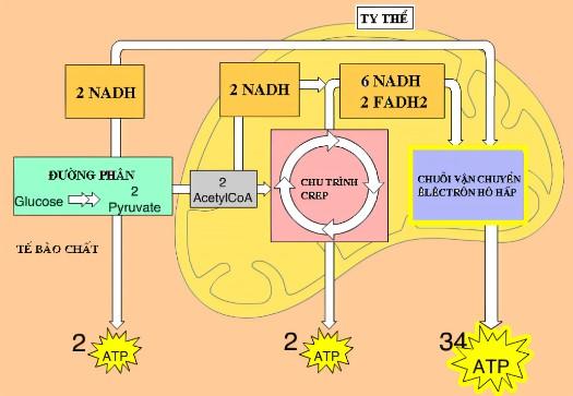 Vai trò quan trọng nhất của hô hấp đối với cây trồng là gì?
