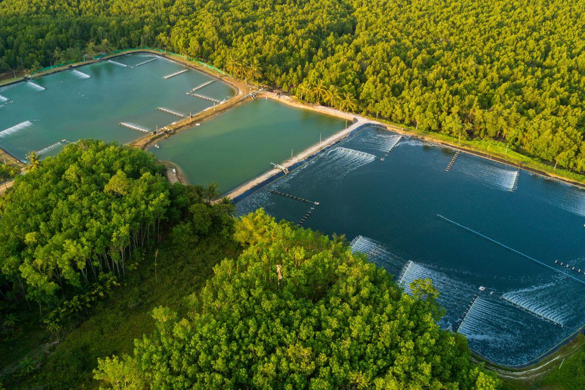 Top 6 tỉnh thành có diện tích và sản lượng nuôi tôm lớn nhất nước ta - Tạp chí Người Nuôi Tôm