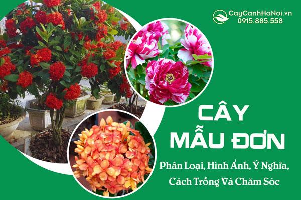 Cây Mẫu Đơn: Phân Loại, Hình Ảnh, Ý Nghĩa, Hướng Dẫn Cách Trồng Và Chăm Sóc Hiệu Quả