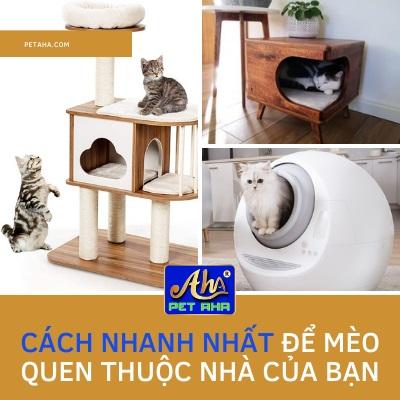 CÁCH NHANH NHẤT ĐỂ MÈO CON LÀM QUEN VỚI NGÔI NHÀ CỦA BẠN | Bài 7