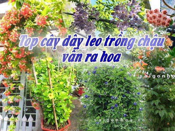 Top Cây Dây Leo Trồng Chậu Vẫn Ra Hoa Đẹp