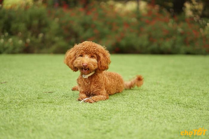 Mua Bán Chó Poodle Đẹp Thuần Chủng, Lai Giá Rẻ Uy Tín