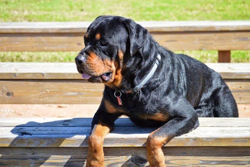 Chó Rottweiler có dữ không, có nên nuôi không?