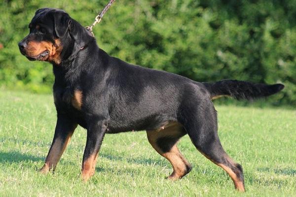 Chó Rottweiler: Nguồn gốc, đặc điểm và cách nuôi