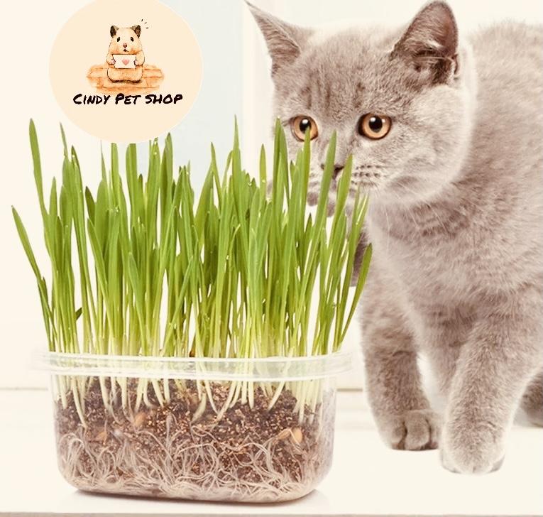 Giới thiệu cách cho mèo ăn cỏ mèo tươi