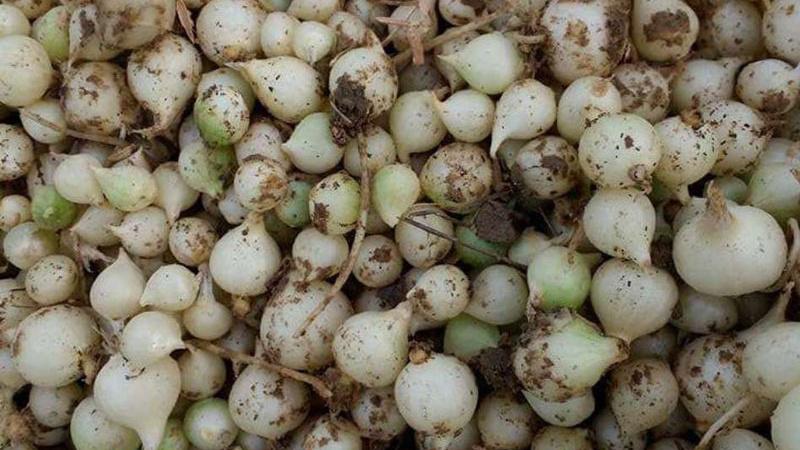 Hành tăm là gì? Những lợi ích tuyệt vời của hành tăm