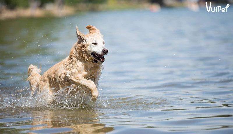 Golden Retriever | A-Z về Đặc điểm- Tính cách- Giá chó Golden