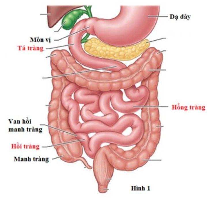 Thức ăn được tiêu hóa như thế nào?