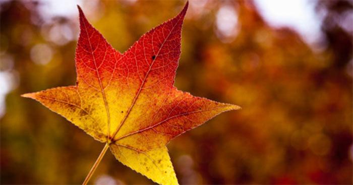 Văn mẫu lớp 9: Phân tích bài thơ Sang thu của Hữu Thỉnh (Sơ đồ tư duy)  3 Dàn ý & 18 bài văn mẫu lớp 9 hay nhất