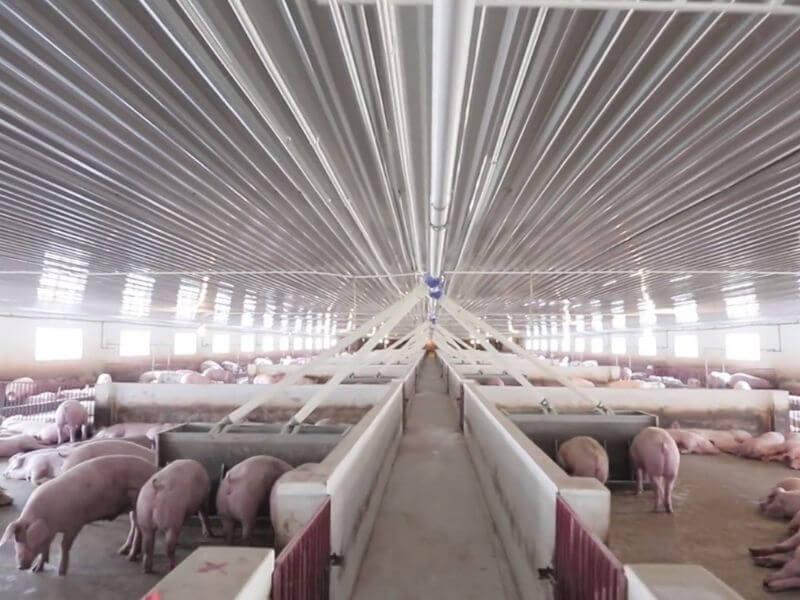 Vật nuôi chính của nhật bản là? Hình thức chăn nuôi thế nào?