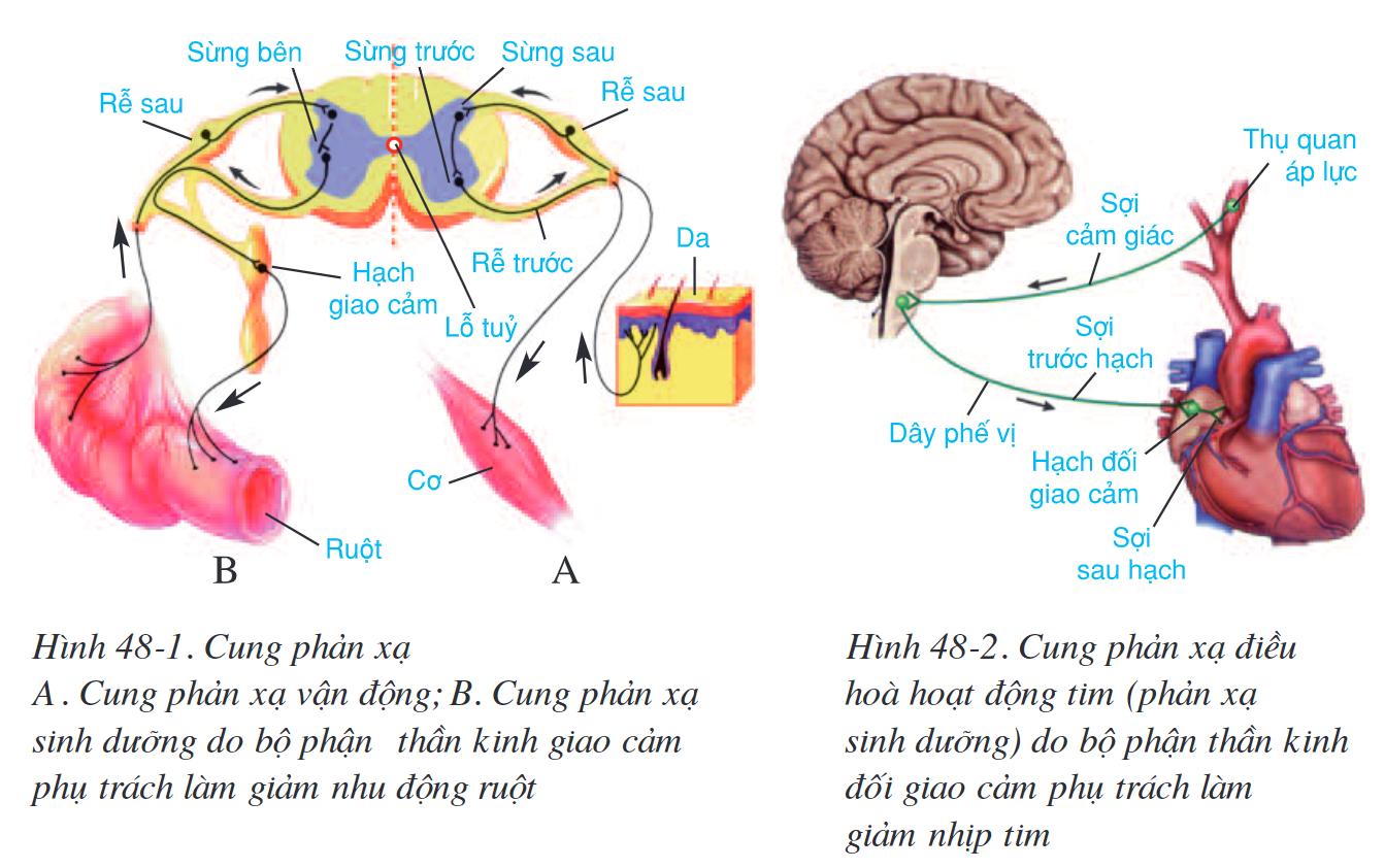 Lý thuyết Sinh học 8 Bài 48 (mới 2023 + Bài Tập): Hệ thần kinh dinh dưỡng