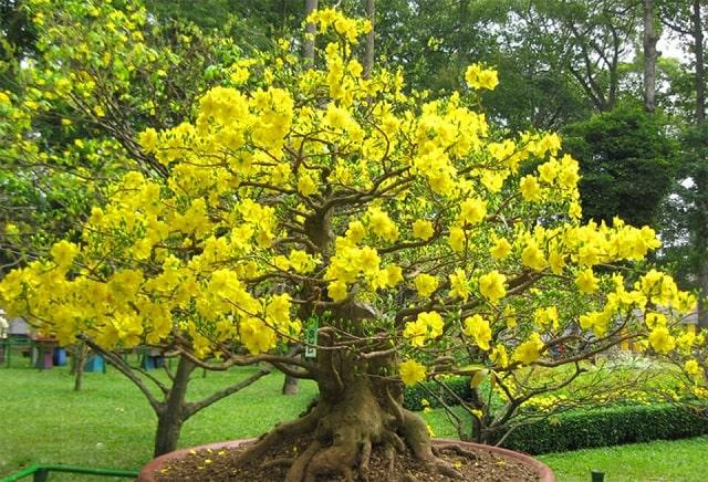 Hướng dẫn bạn kỹ thuật bứng mai vàng vào chậu