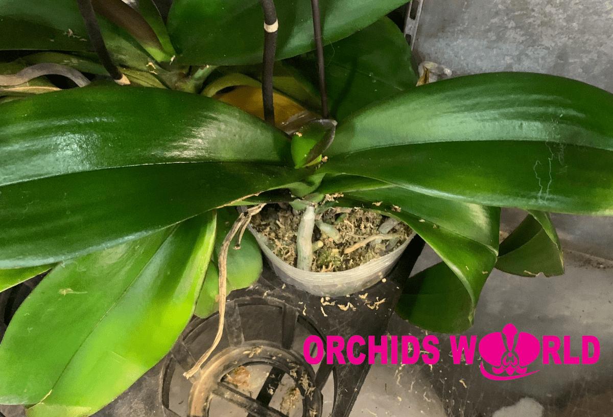 TRỒNG LẠI LAN HỒ ĐIỆP KHI HOA TÀN