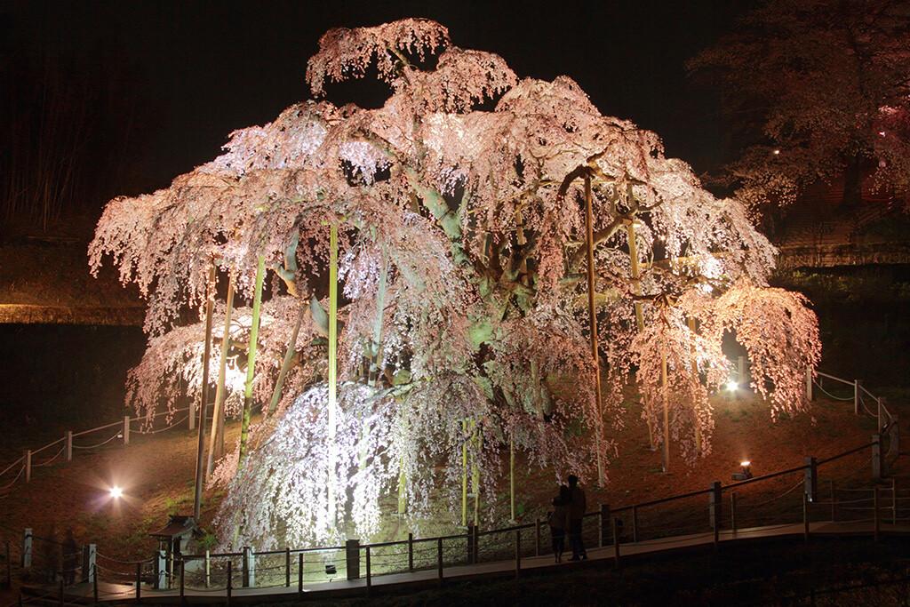 Cây Hoa Anh Đào Thác Nước Cổ Xưa Nhất Nhật Bản			 			Báo cáo chuyến đi Khu vực trung tâm Mùa xuân