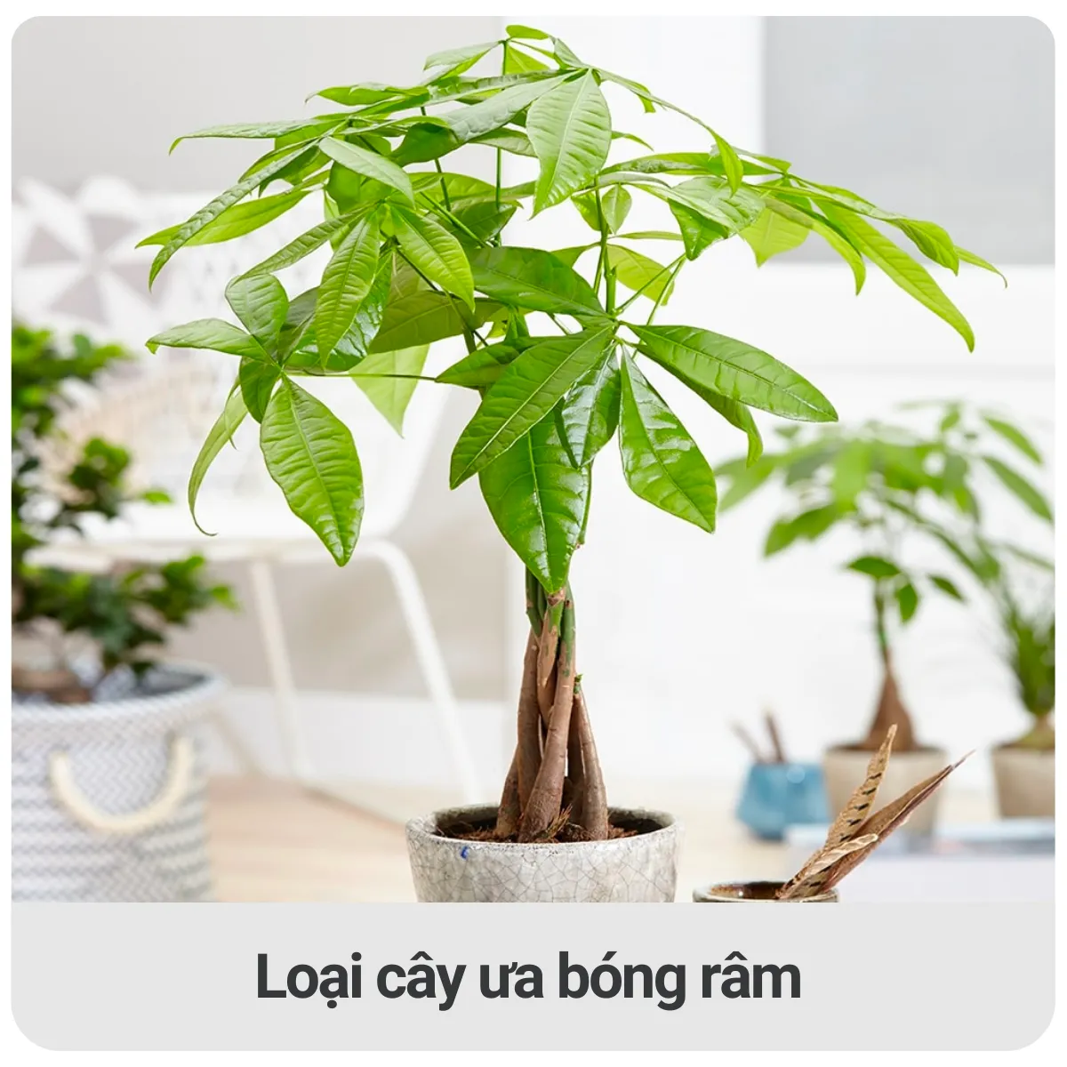 Cây kim ngân là loài cây ưa bóng râm nên cây vẫn có thể sinh trưởng và phát triển tốt trong điều kiện ánh sáng yếu