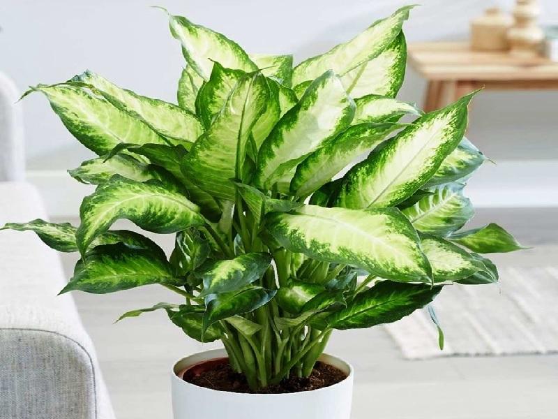 Cây Vạn Niên Thanh Hợp Mệnh Gì Và Ý Nghĩa Trong Phong Thủy?