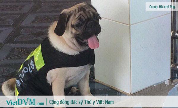 6 điều chủ nuôi chó Pug nhất định không được bỏ qua.