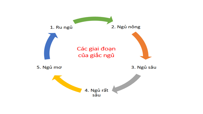 Chu kỳ giấc ngủ là gì? Cách tính chu kỳ giấc ngủ 2