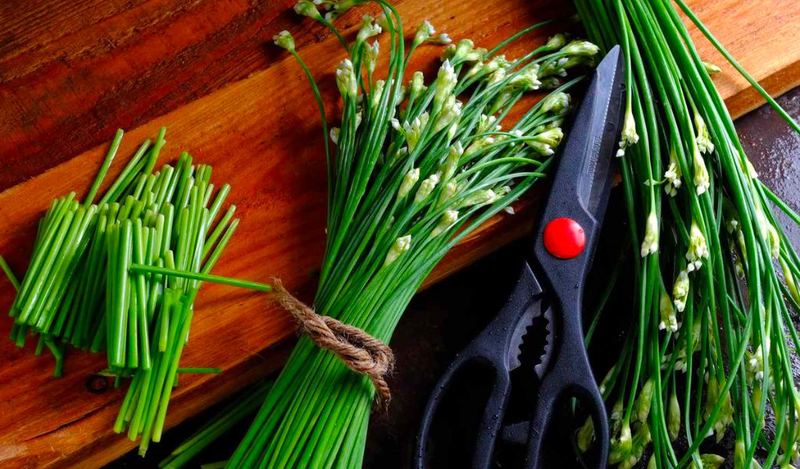 Các loại lá trị ho hiệu quả nhất bạn nên biết