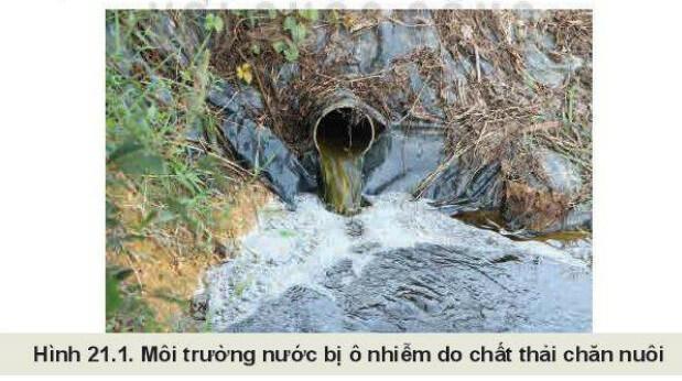 Lý thuyết Công nghệ 11 Bài 21 (Kết nối tri thức): Sự cần thiết phải bảo vệ môi trường trong chăn nuôi