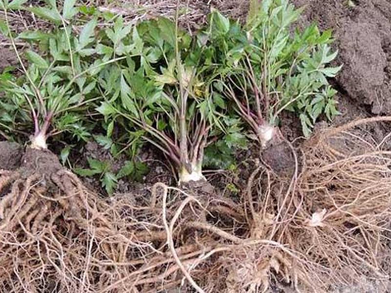 Sâm Đương Quy Sìn Hồ – Tăng Cường Sinh Lực