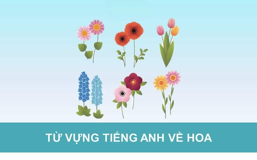 Từ vựng tiếng Anh theo chủ đề: Loài hoa